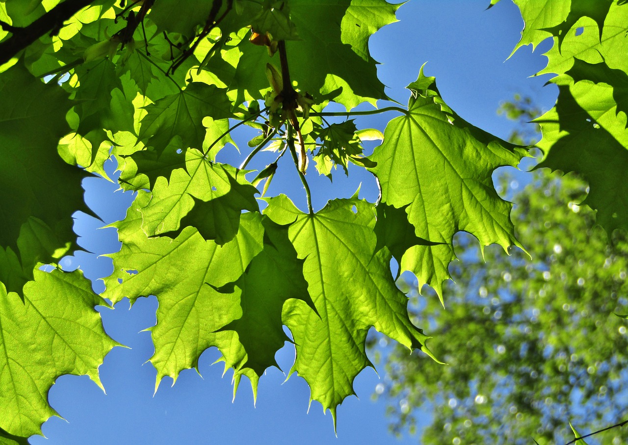 maple leaves  leaves  shadow free photo