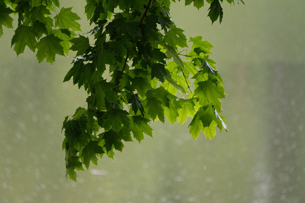 maple leaves  rainy day  by the water free photo