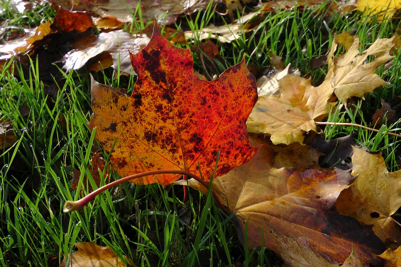 maple leaves maple autumn free photo