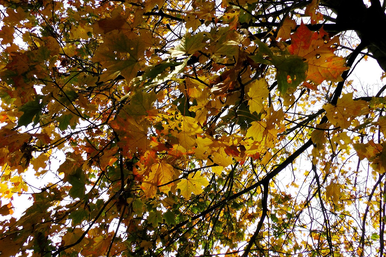 maple leaves maple autumn free photo