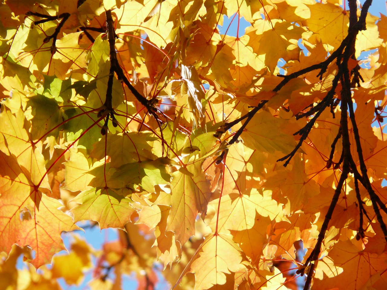 maple leaves yellow green free photo
