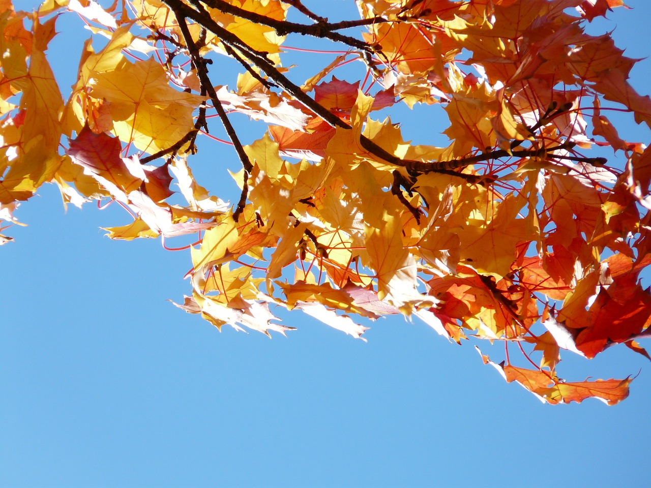 maple leaves maple fall leaves free photo