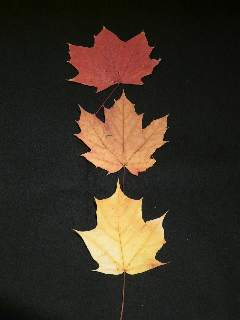 maple leaves fall leaves pressed free photo