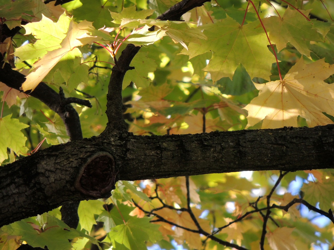 maple leaves maple branch free photo