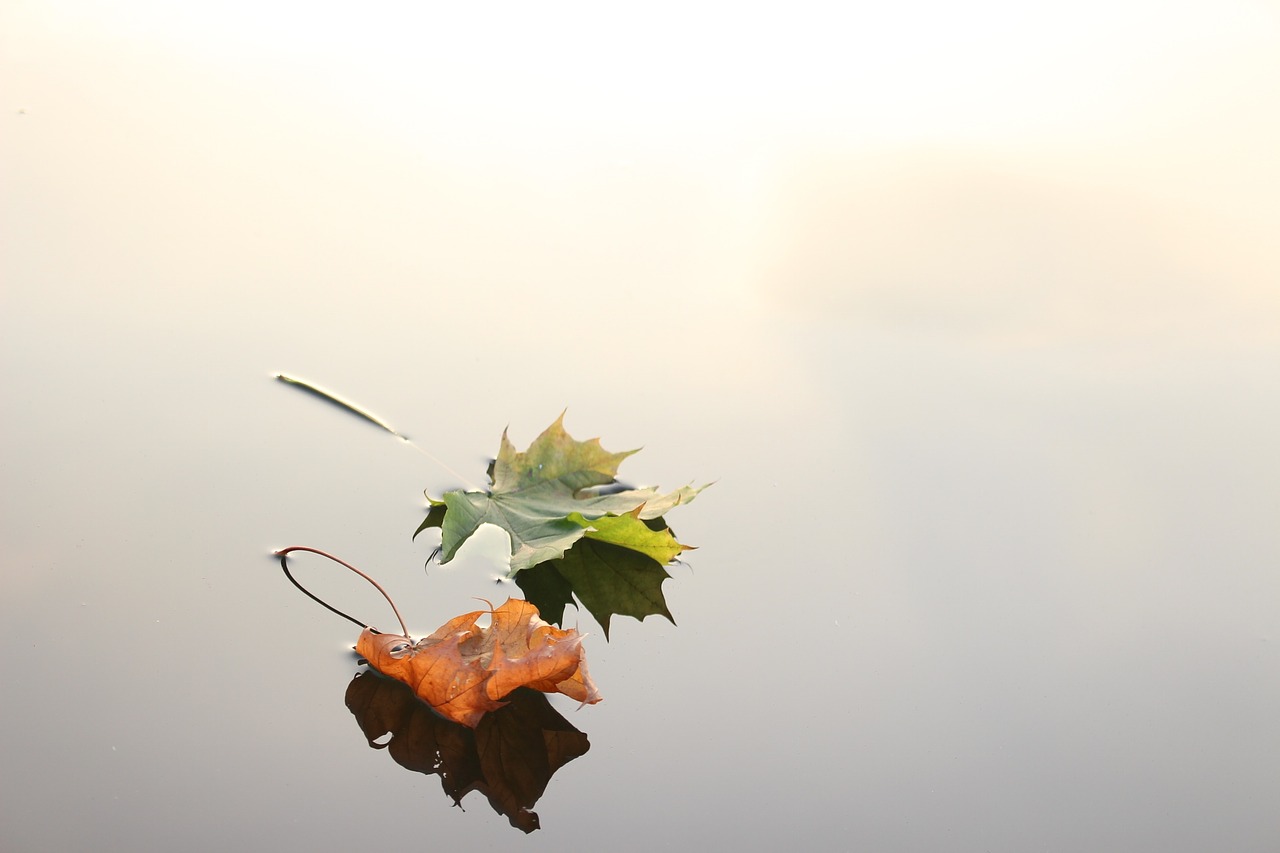 maple leaves maple leaves free photo