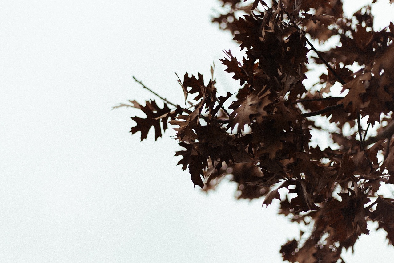 maple leaves tree branch free photo