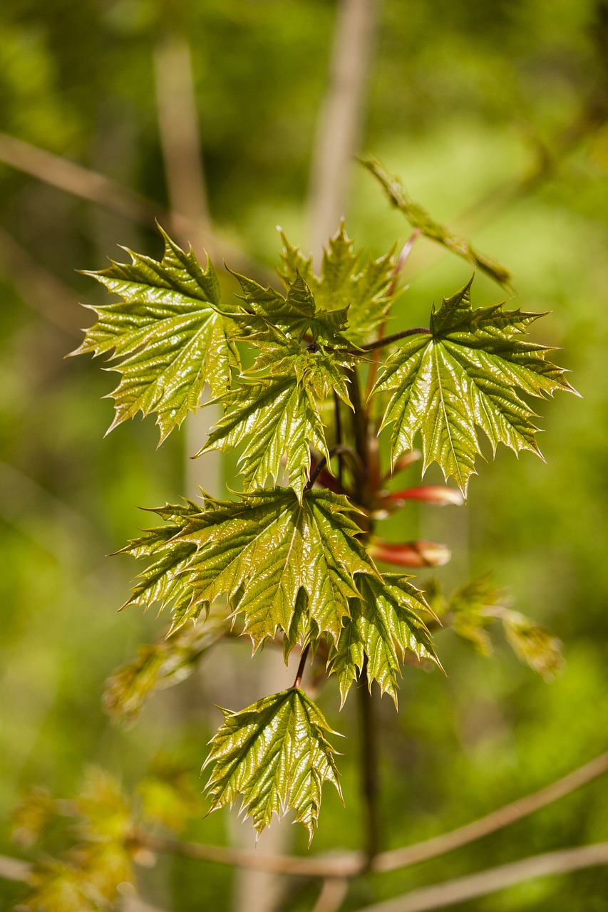 maple leaves plant green free photo