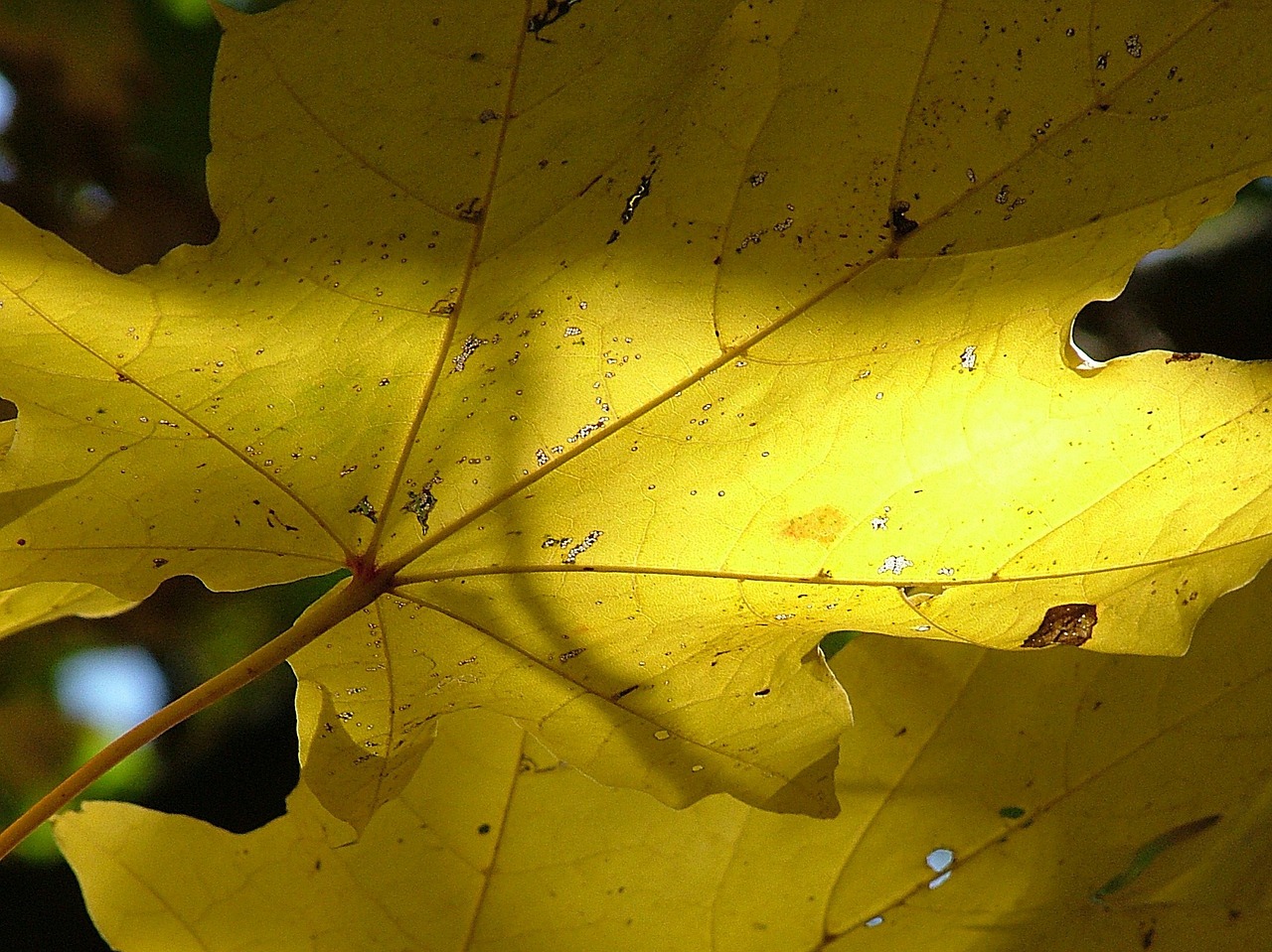 maple leaves yellow autumn free photo