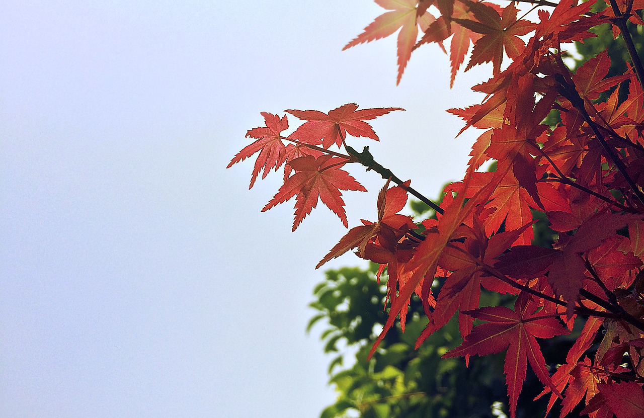 maple leaves autumn film free photo
