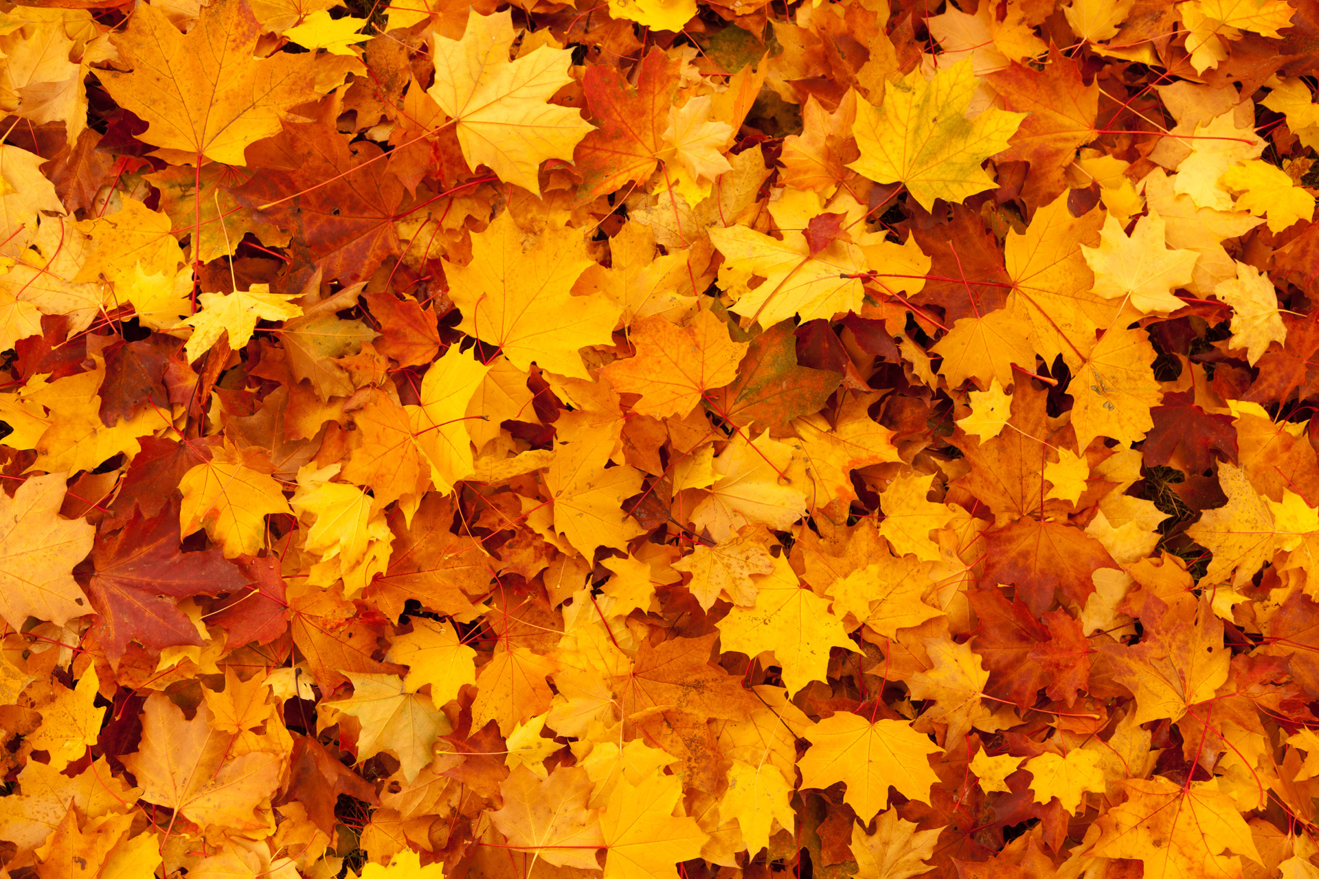 autumn background color free photo