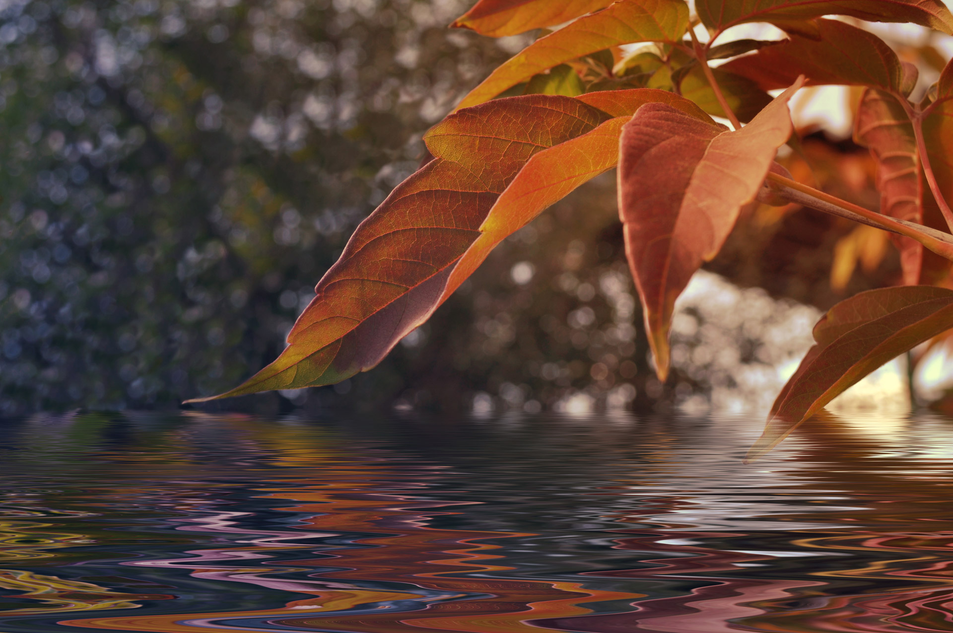 Листья в горячей воде. Листья на воде. Осенние листья на воде. Осенняя листва на воде. Осень вода.