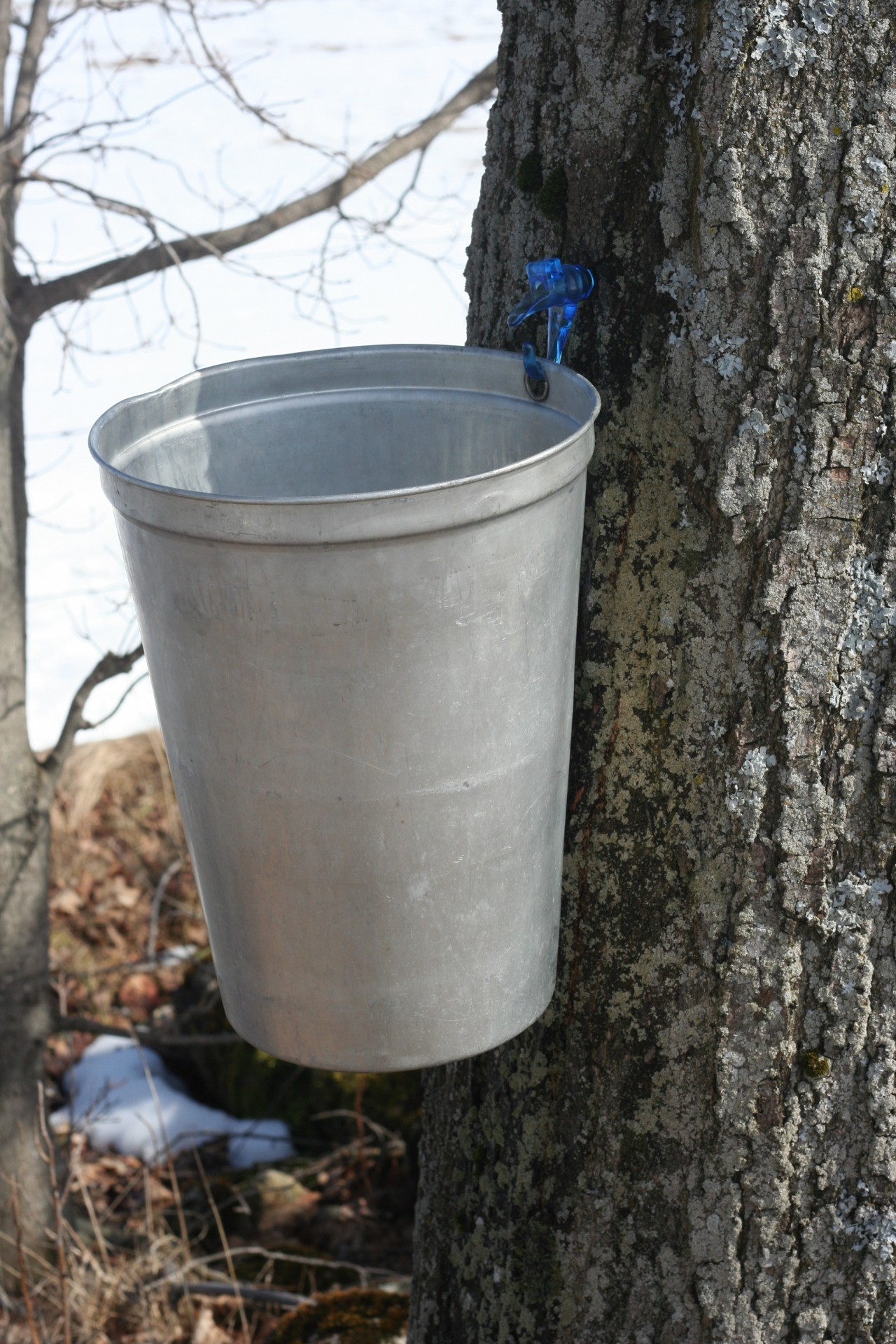 maple syrup bucket free photo