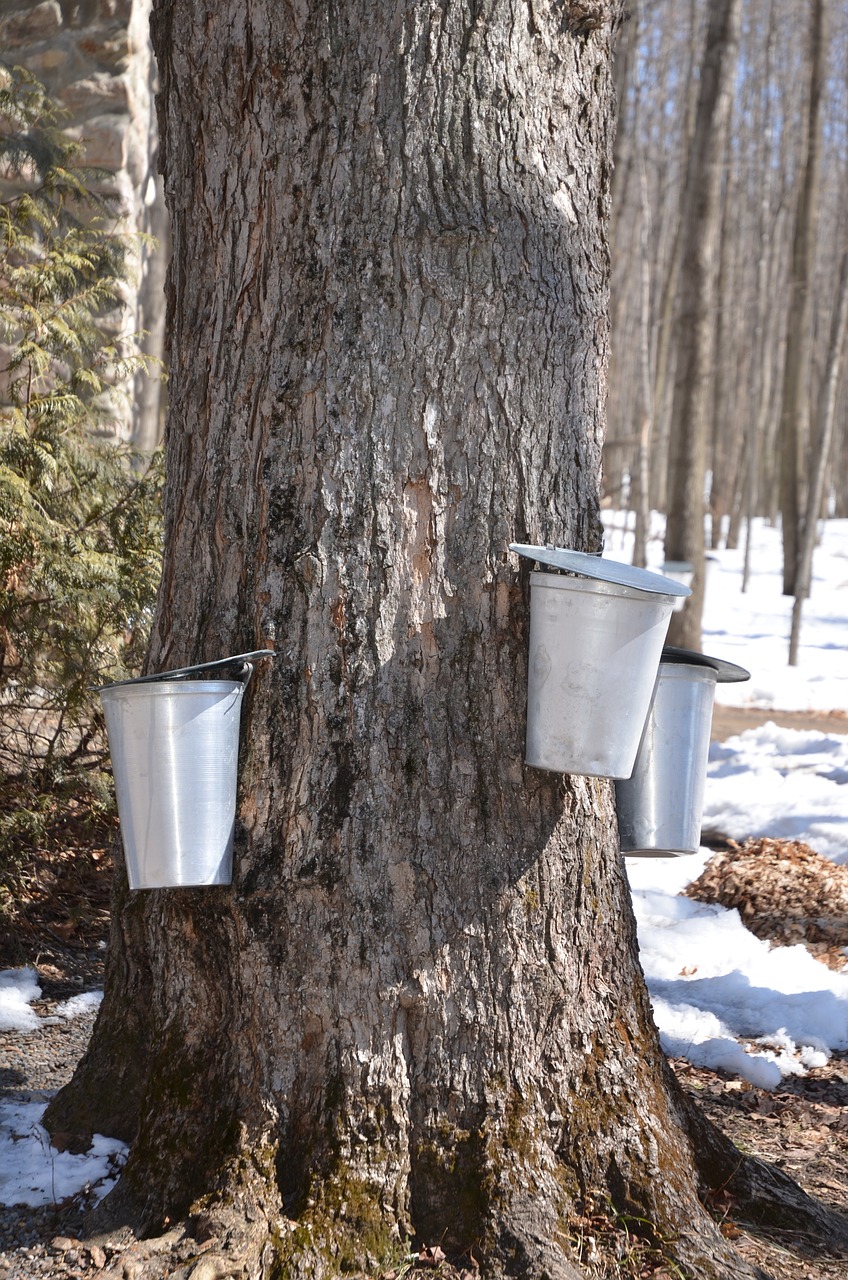 maple syrup tree maple free photo