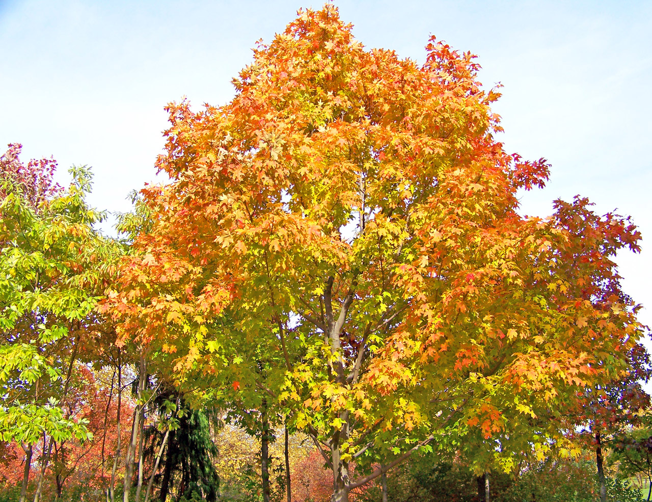 autumn fall maple free photo