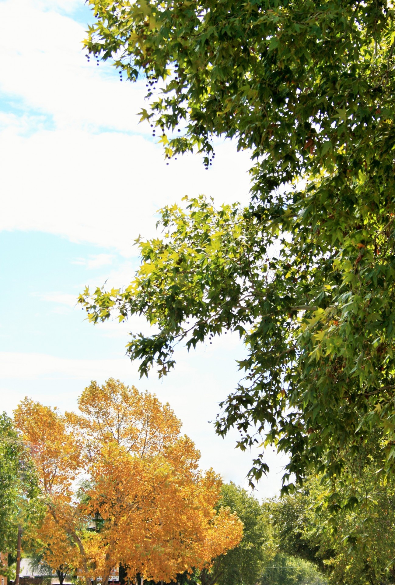 tree tall maple free photo