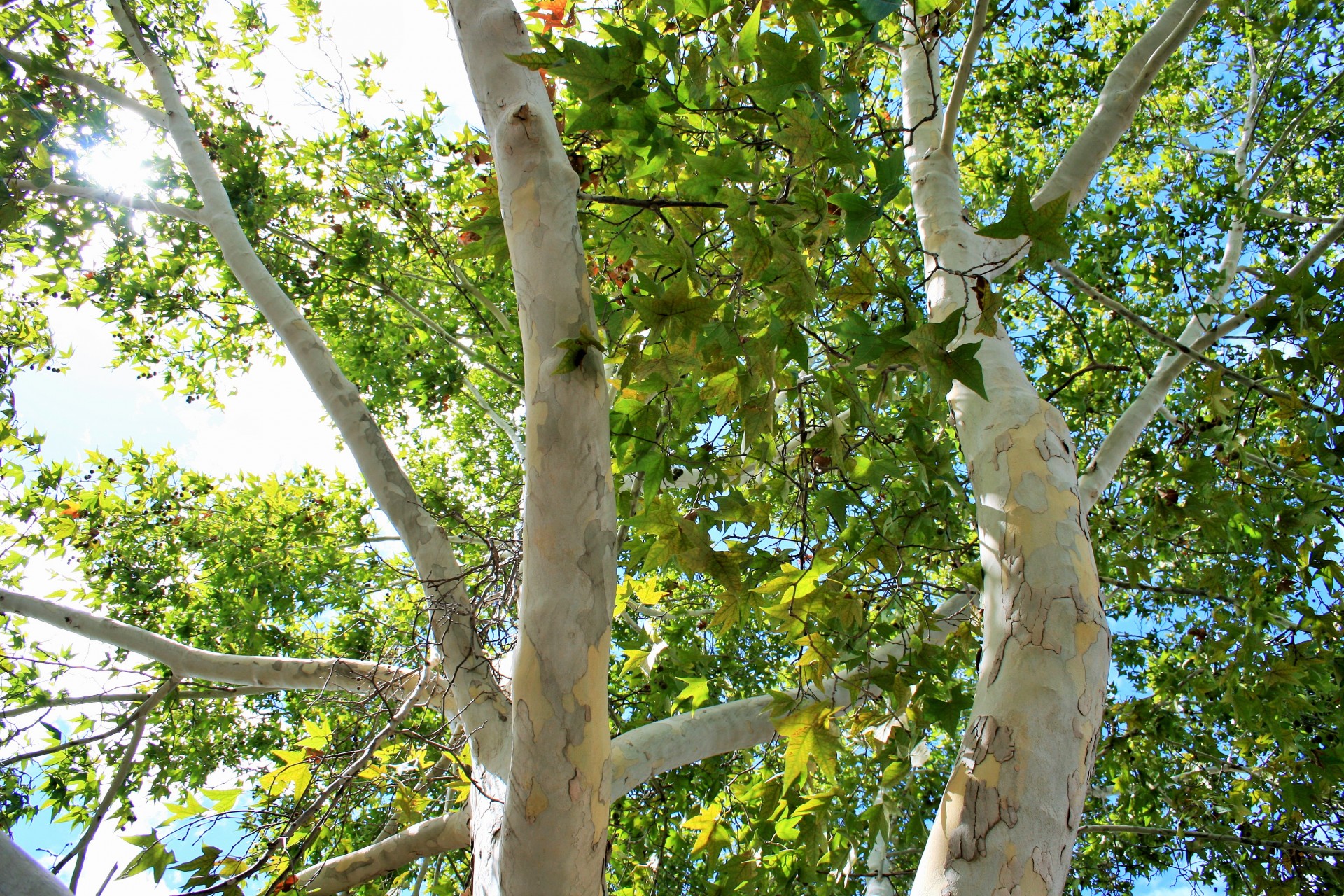 tree maple leaves free photo