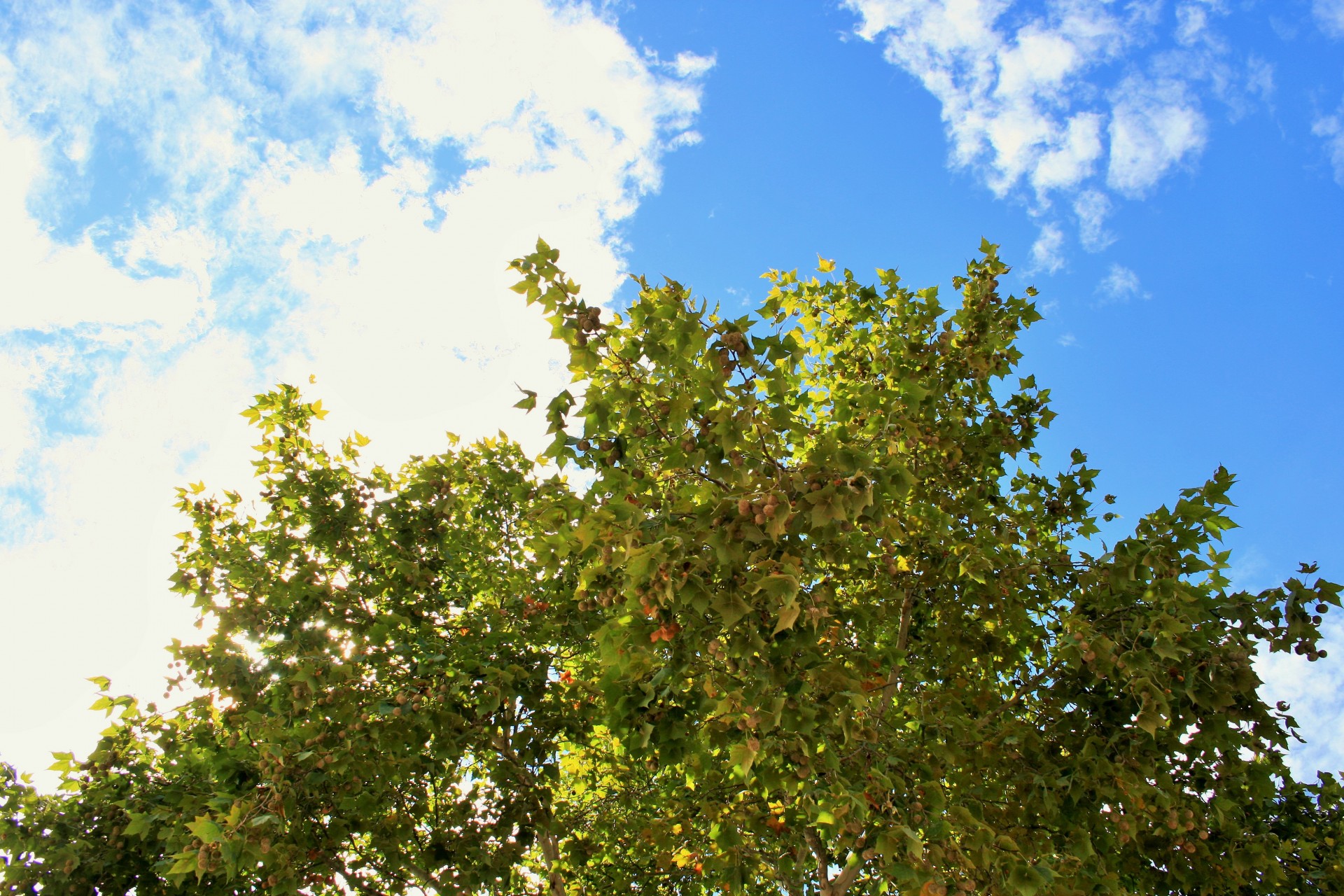 tree maple green free photo