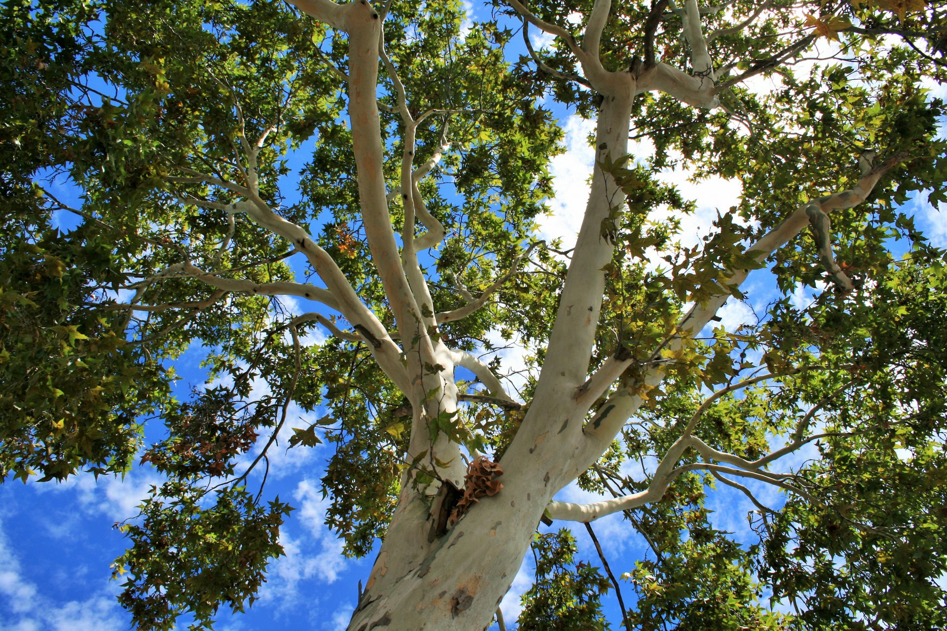 tree maple trunk free photo