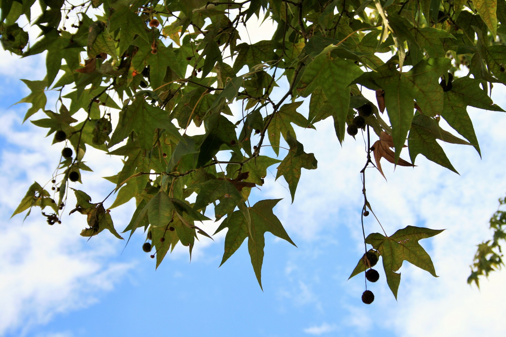 tree maple sky free photo