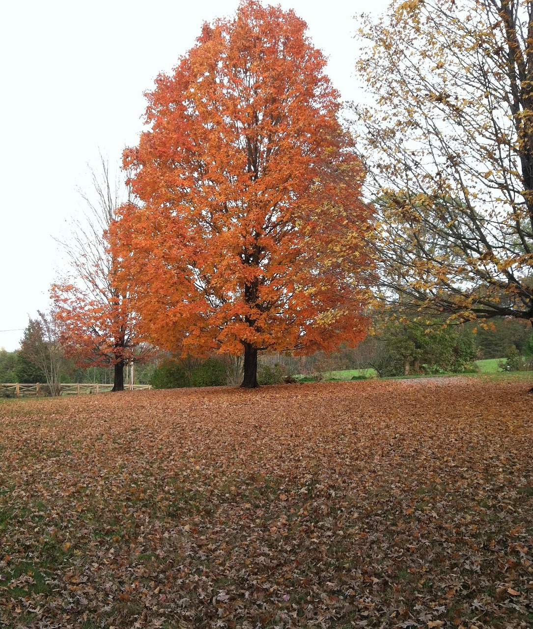 maple tree fall fall foliage free photo