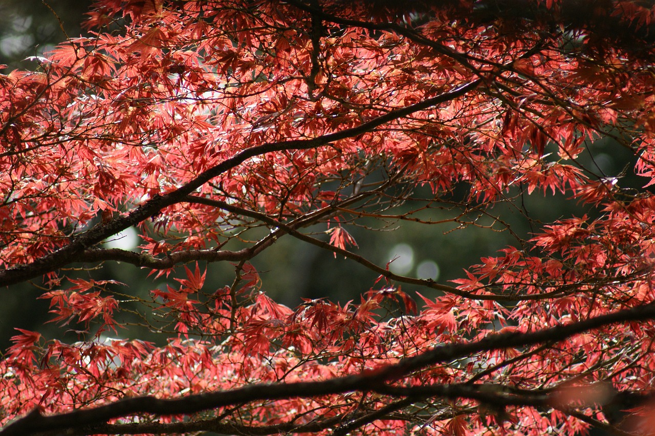 maple tree tree autumn free photo