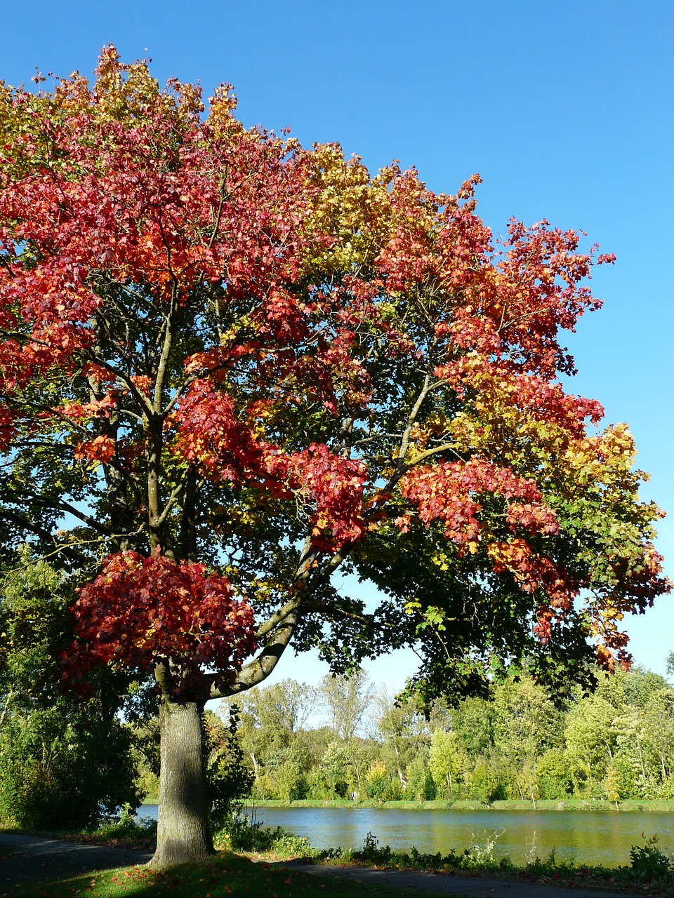 maple tree tree autumn free photo