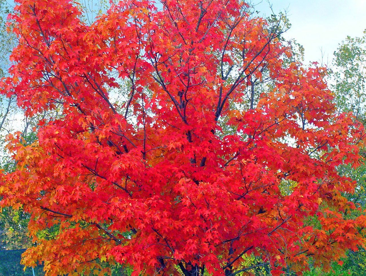 maple tree autumn free photo