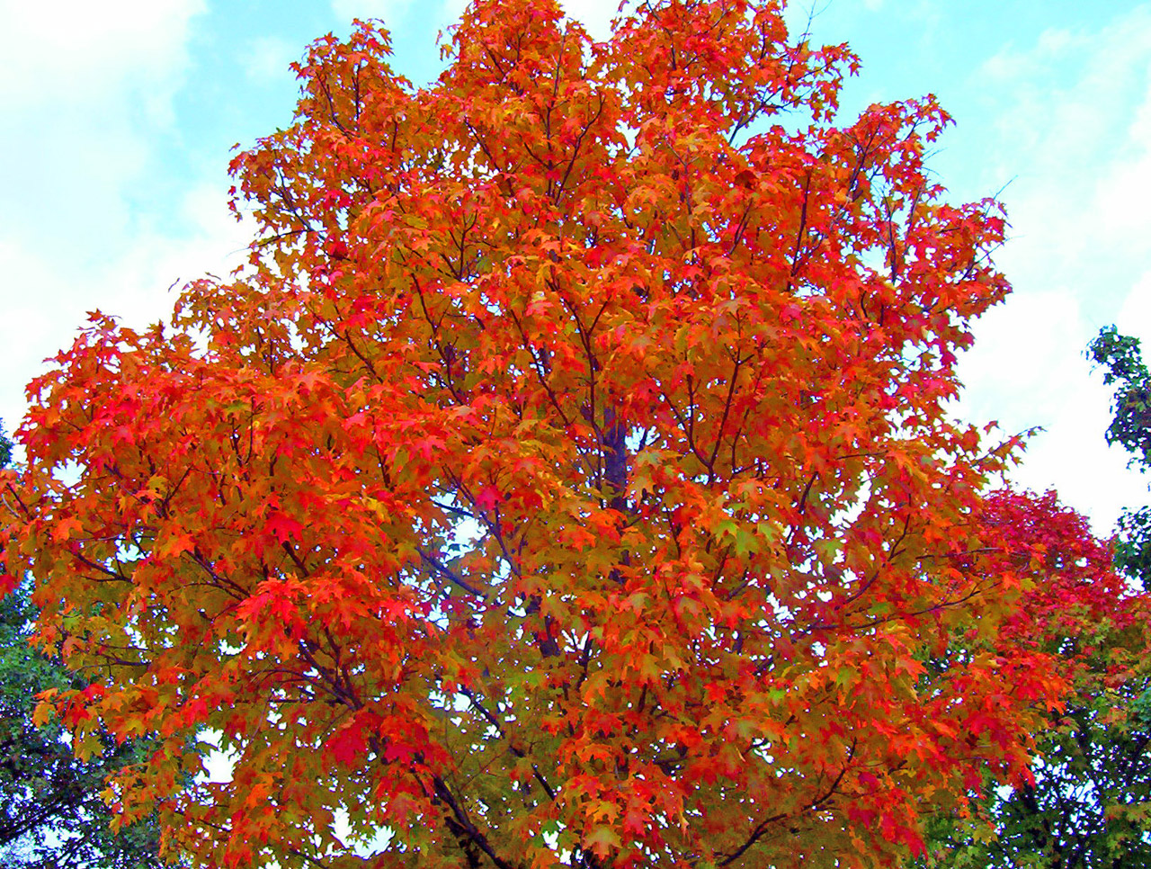 Дерево клен осенью