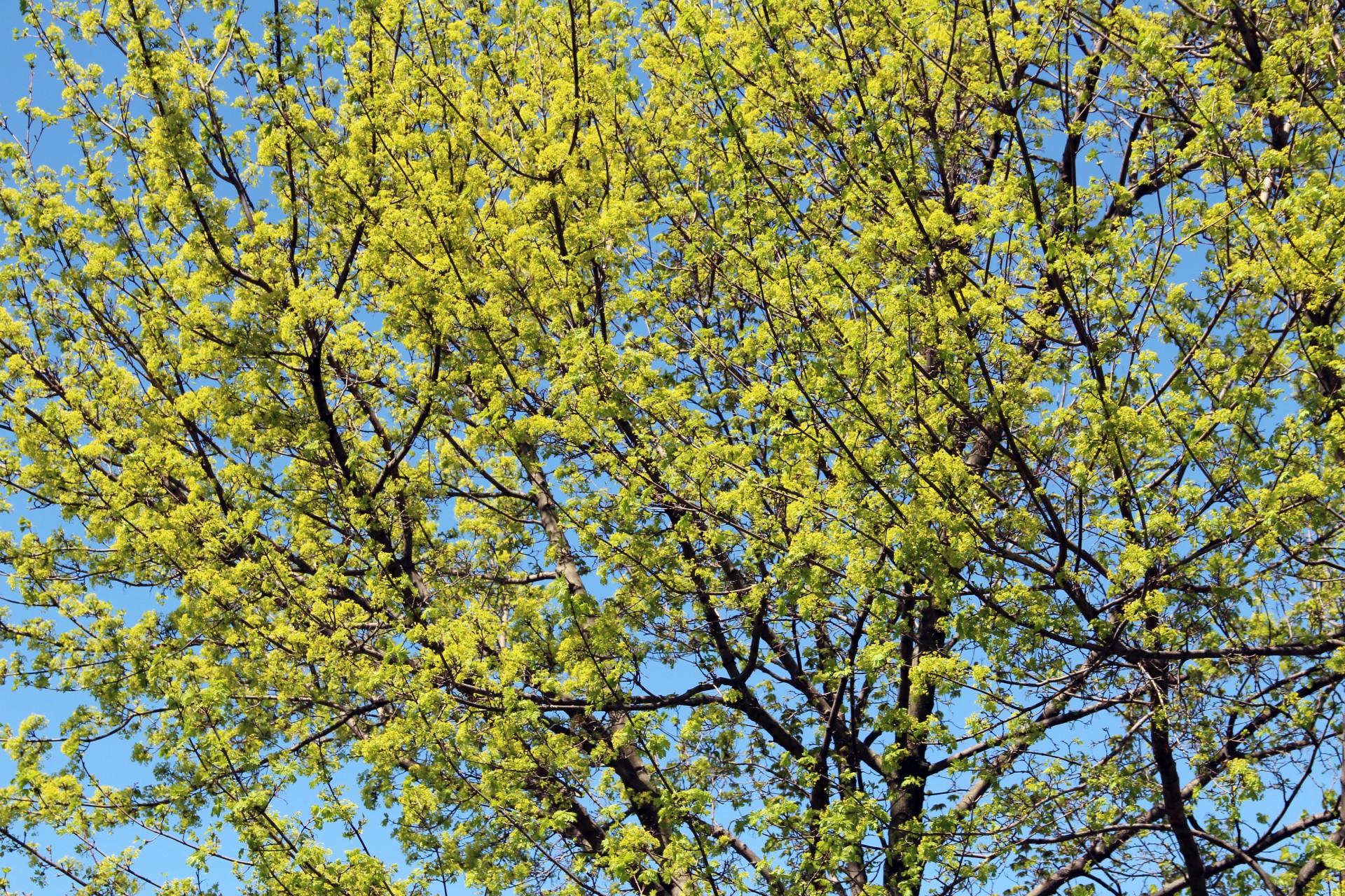 maple tree bloom free photo