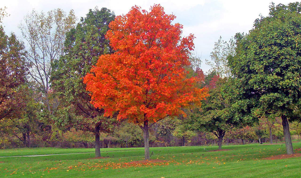 maple tree park free photo