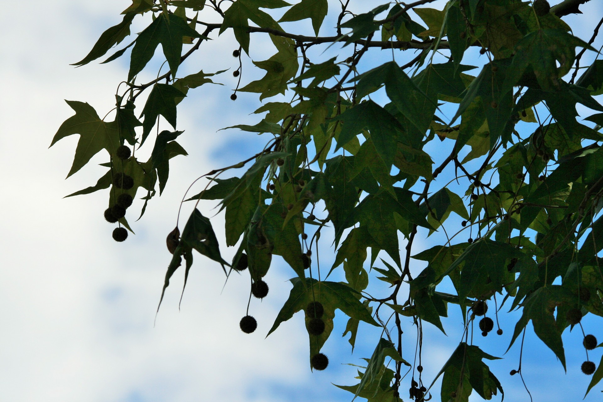 tree maple leaves free photo