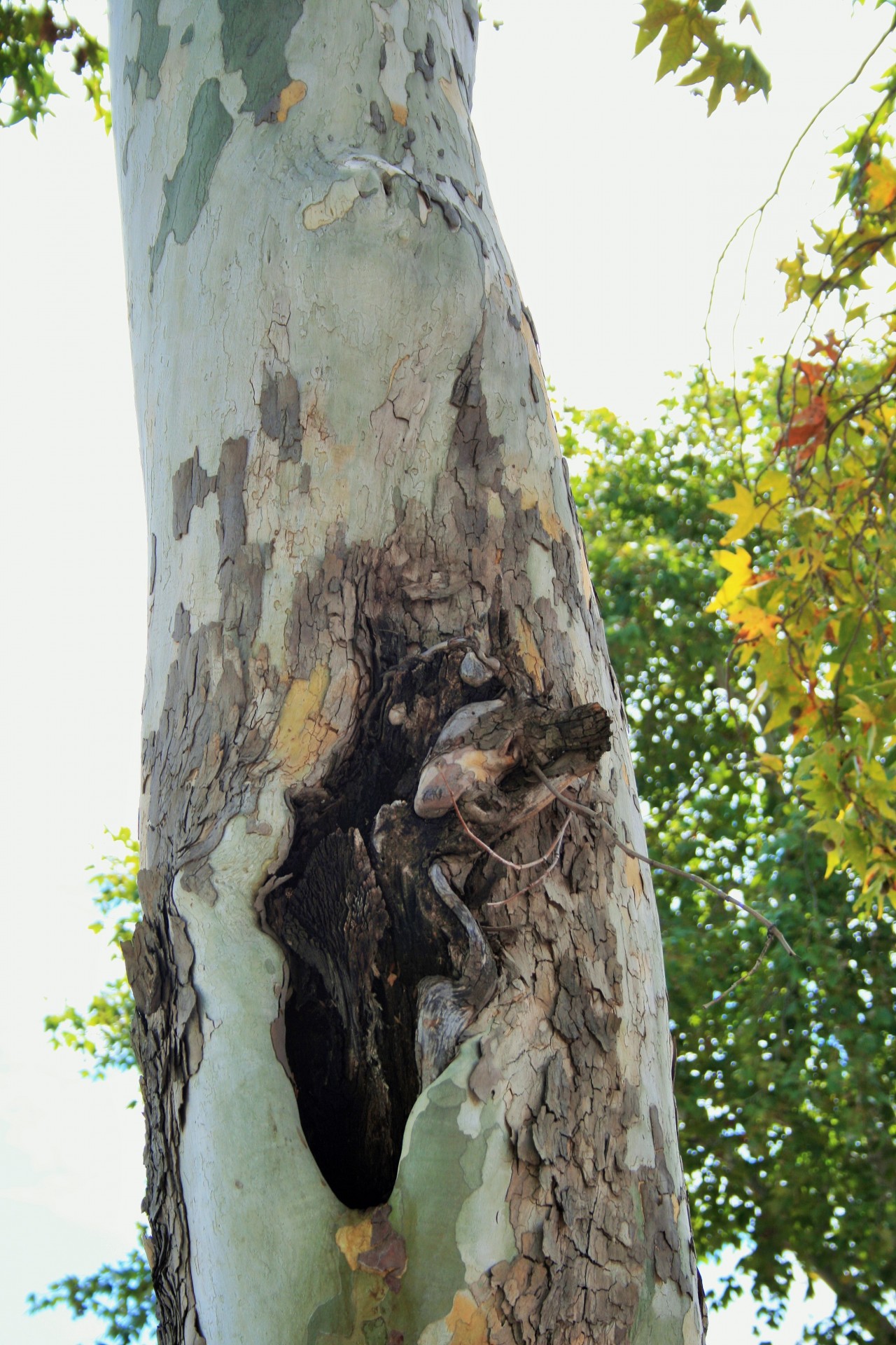 tree trunk maple free photo