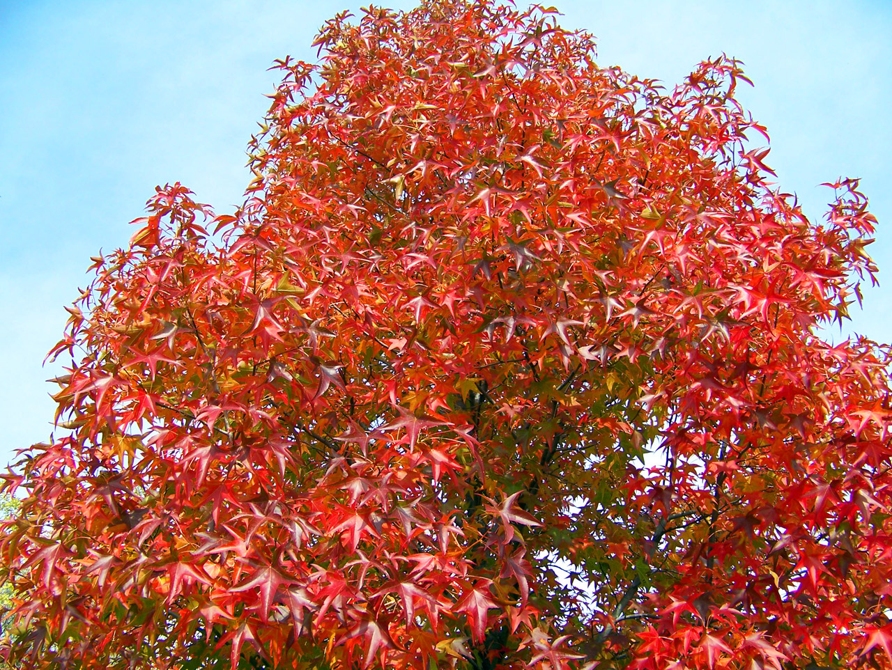 maple tree autumn free photo