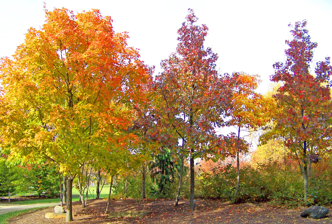 autumn fall maple free photo