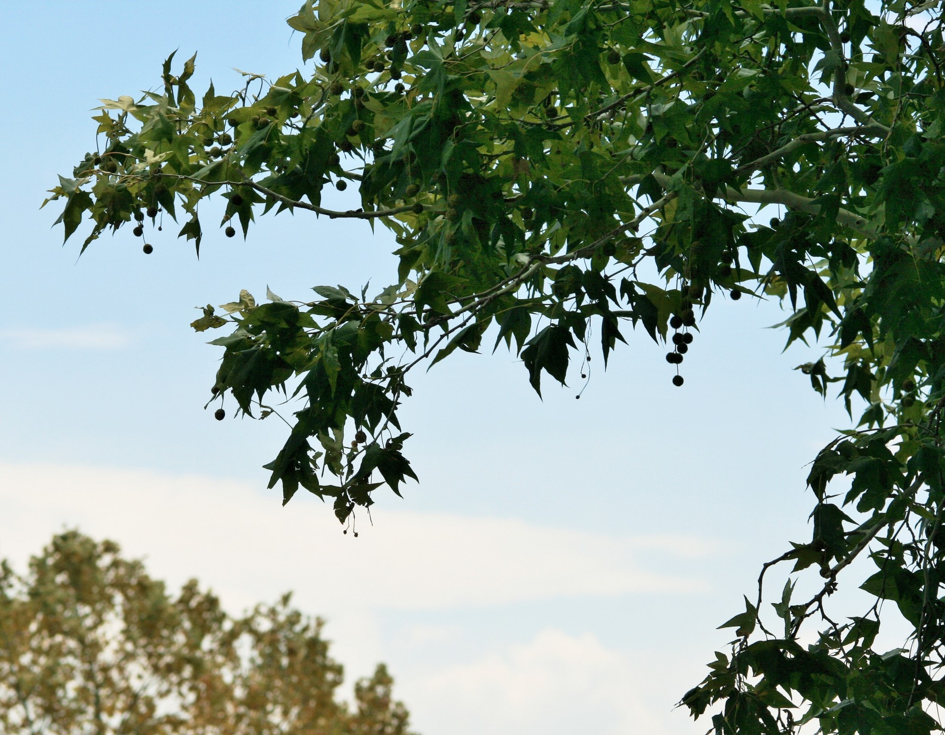 tree maple leaves free photo