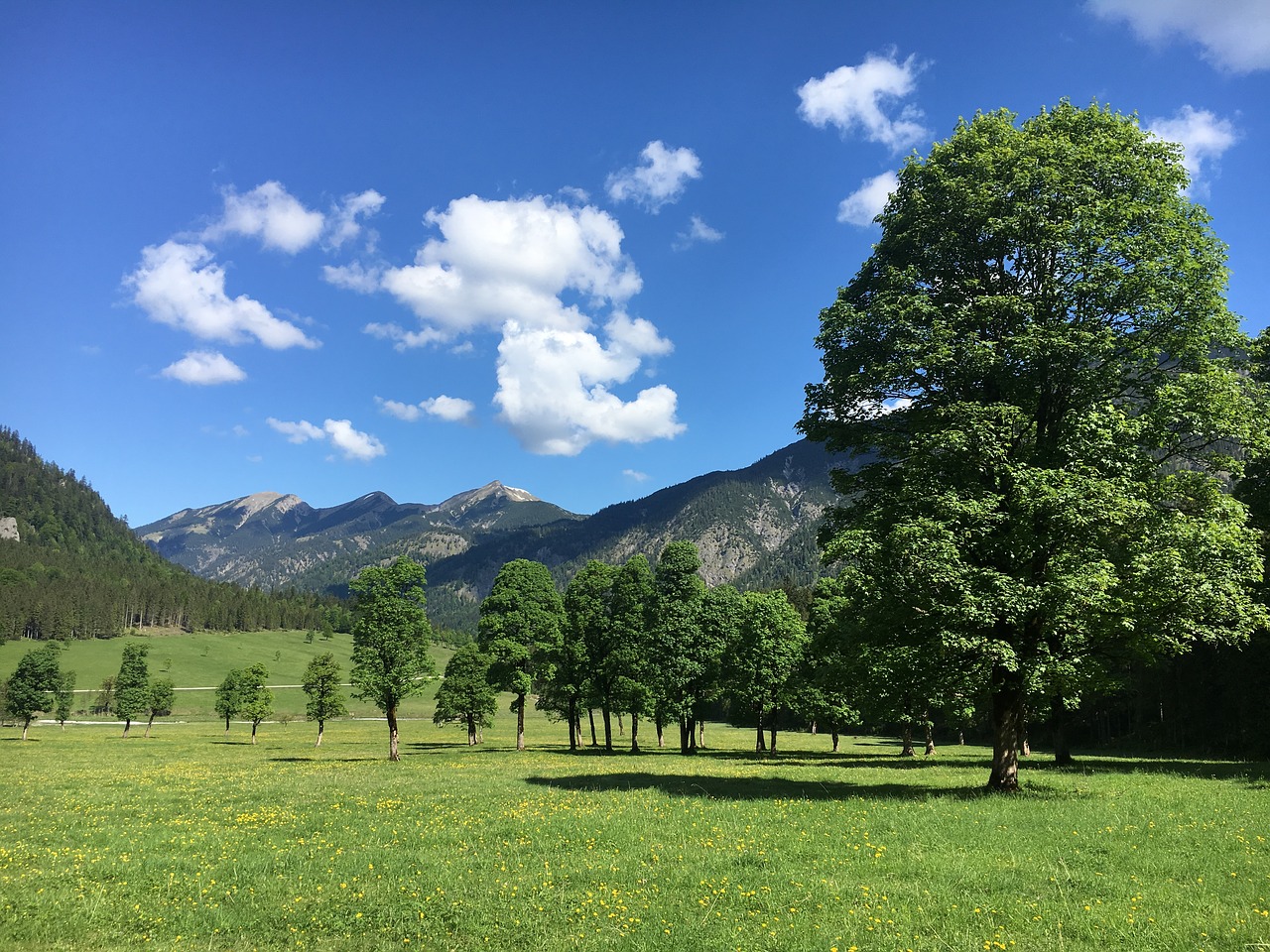 maple trees  austria  mountains free photo