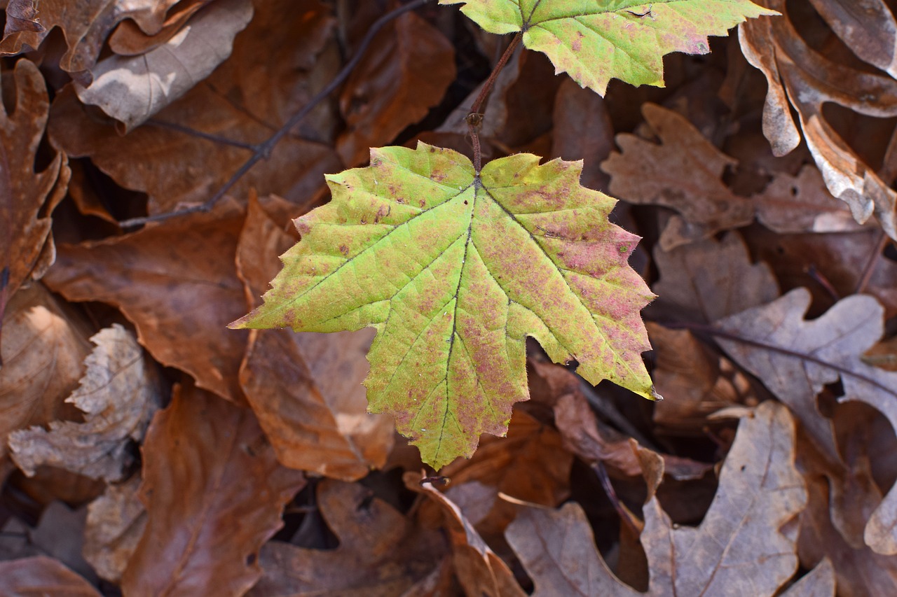 maple turning color seedling tree free photo