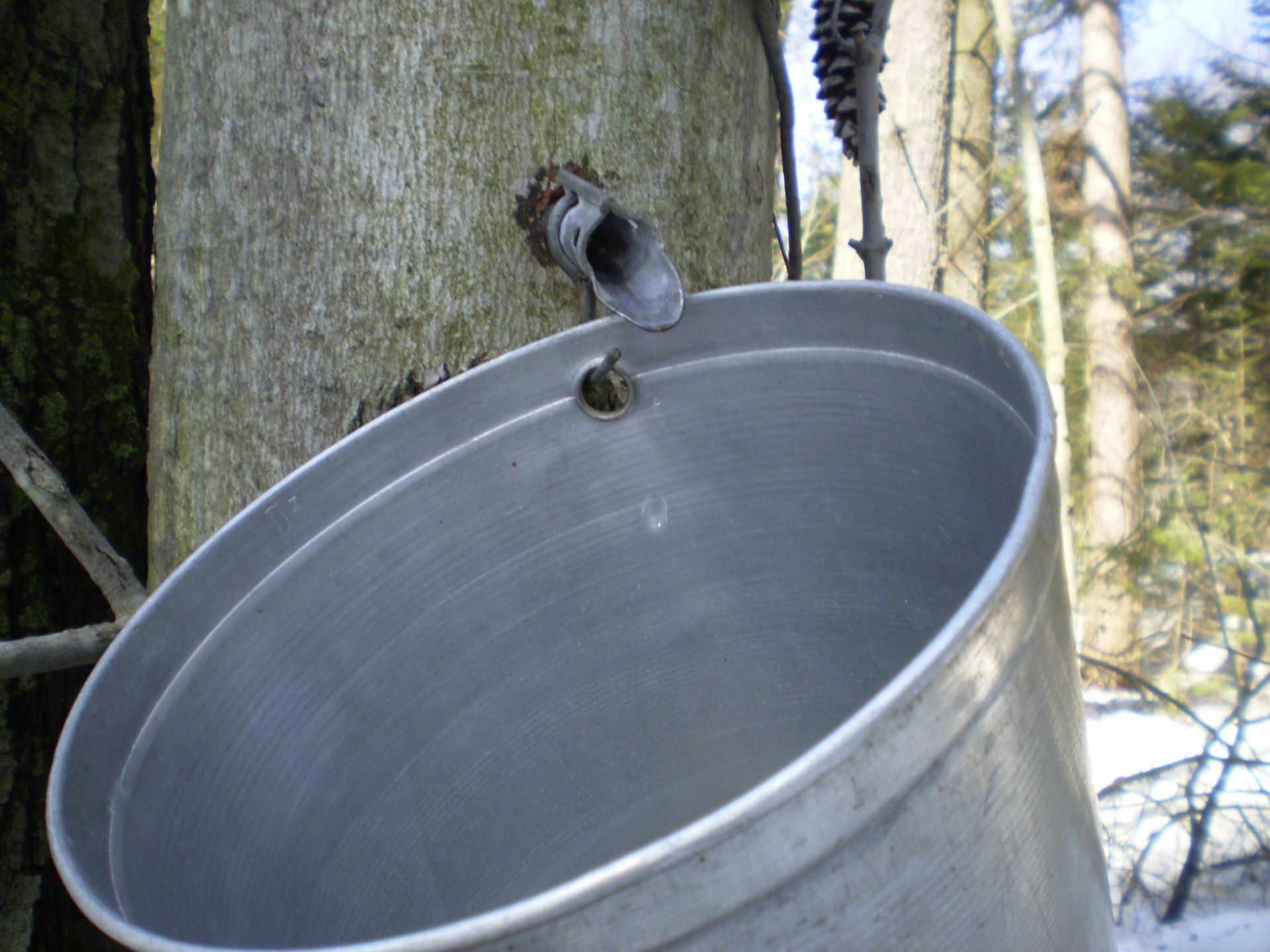 maple sugar season syrup free photo