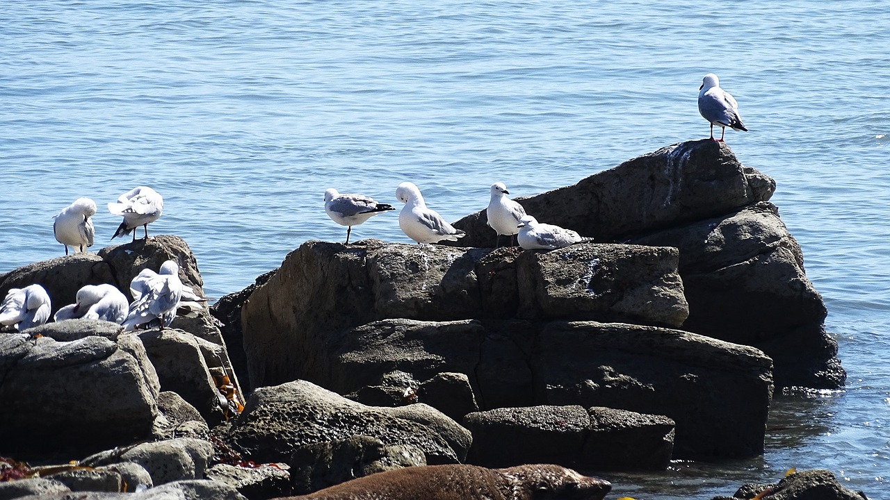 mar seagulls animals free photo