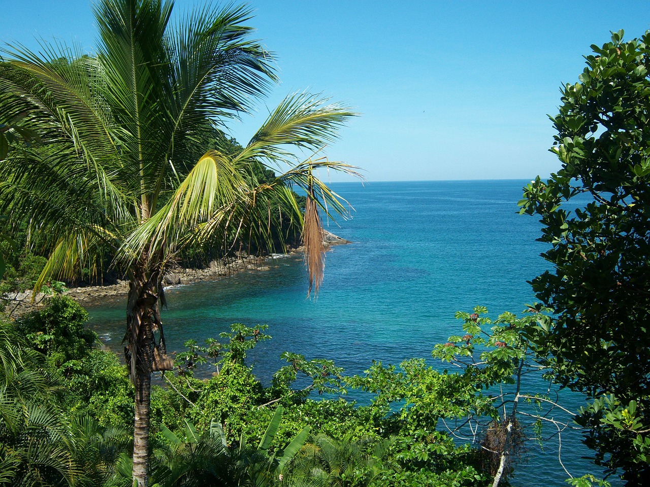 mar coconut tree vista free photo