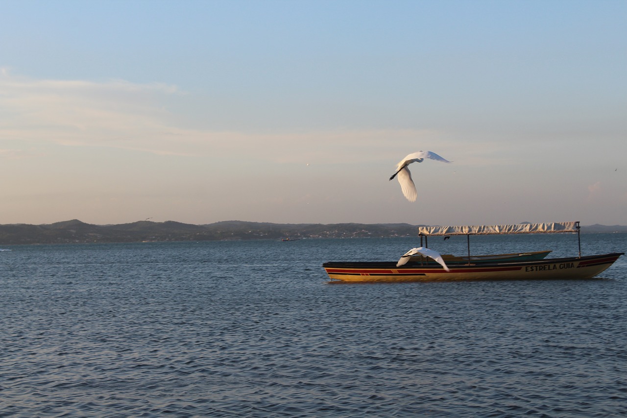 mar  paige  seagull free photo