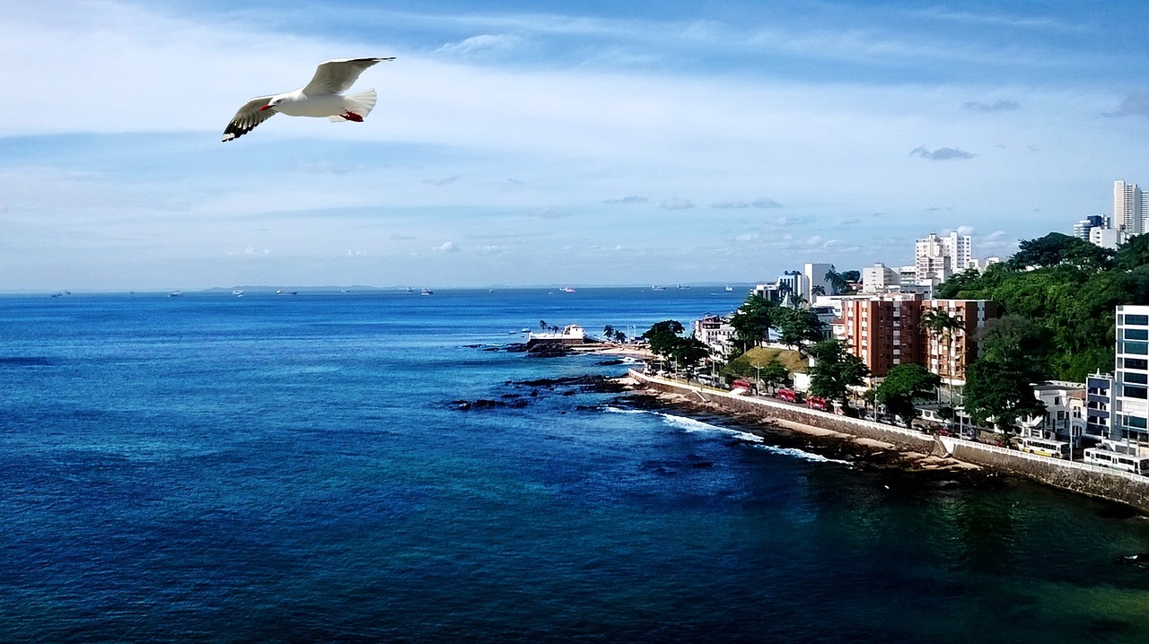 mar ocean seagull free photo