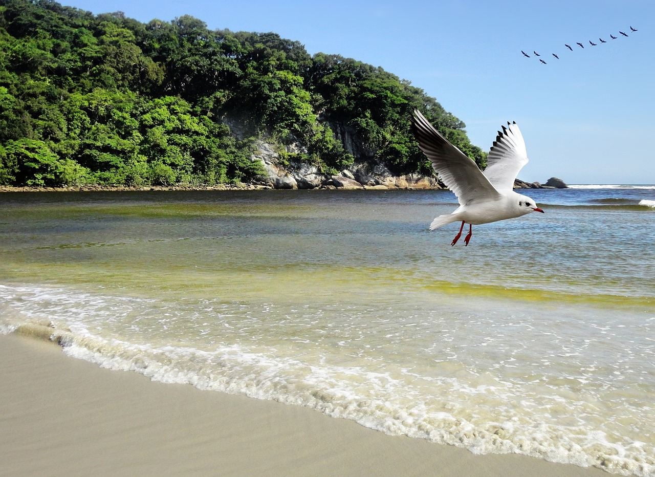 mar ocean beach free photo