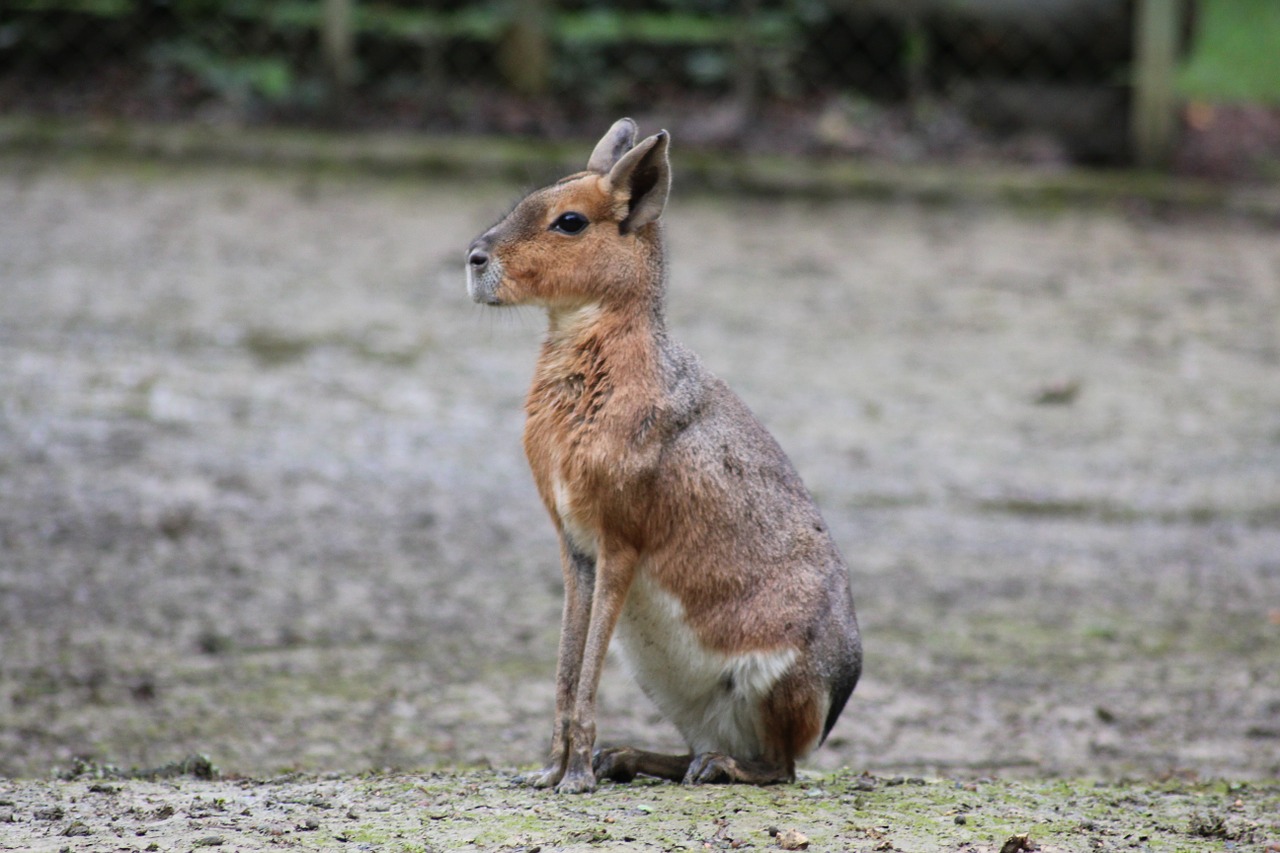 mara animal zoo free photo