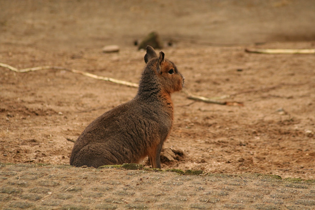 mara rodent mammal free photo