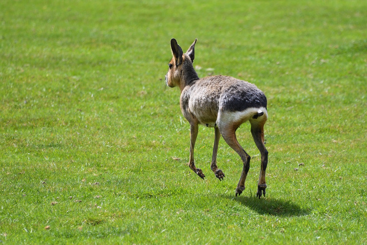 mara hare of patagonia run free photo