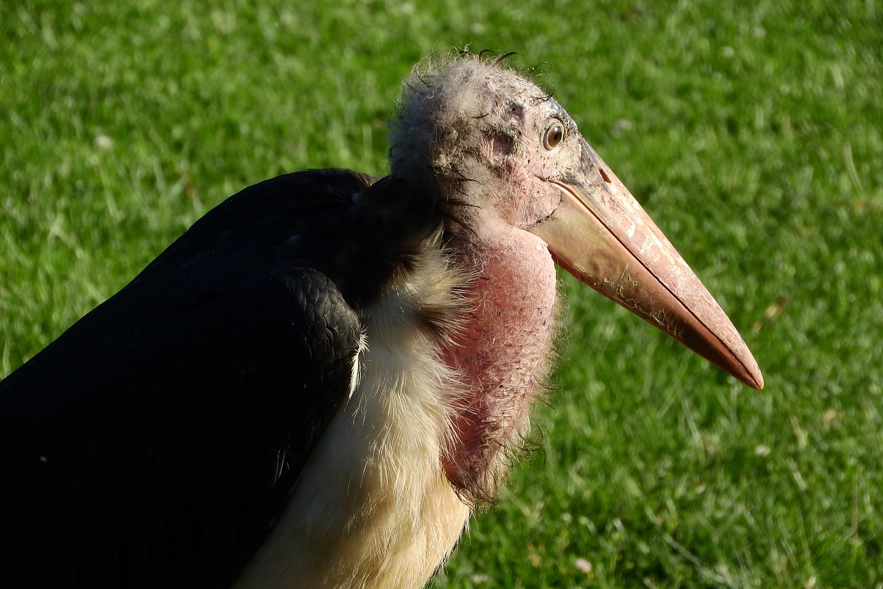 marabou leptoptilos crumenifer stork free photo