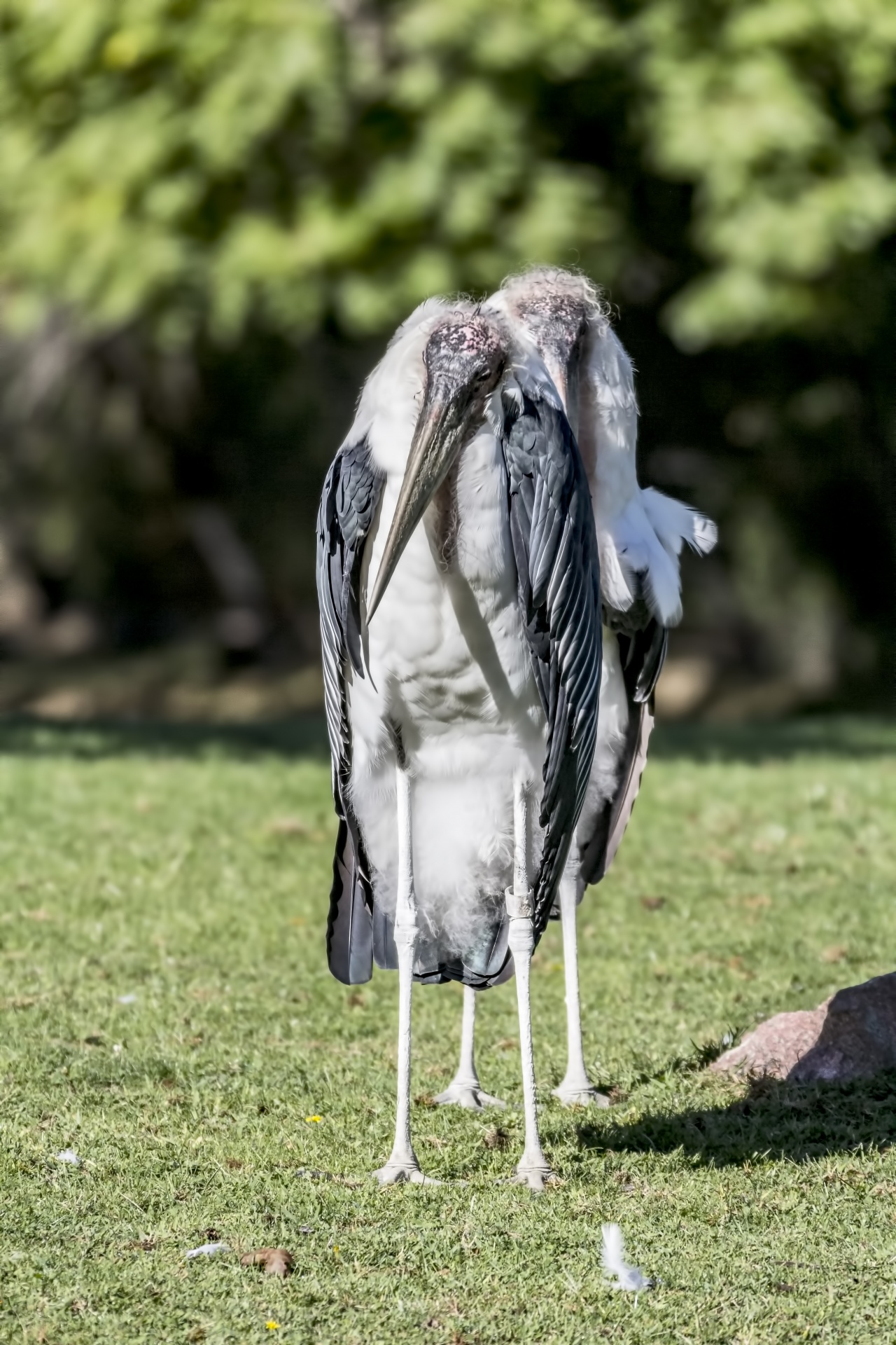 marabou stork girds wading birds free photo