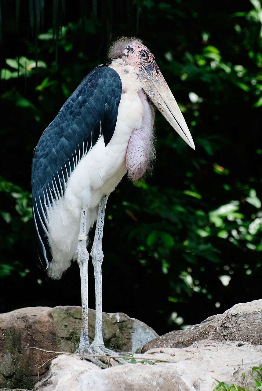 marabou stork standing bird free photo