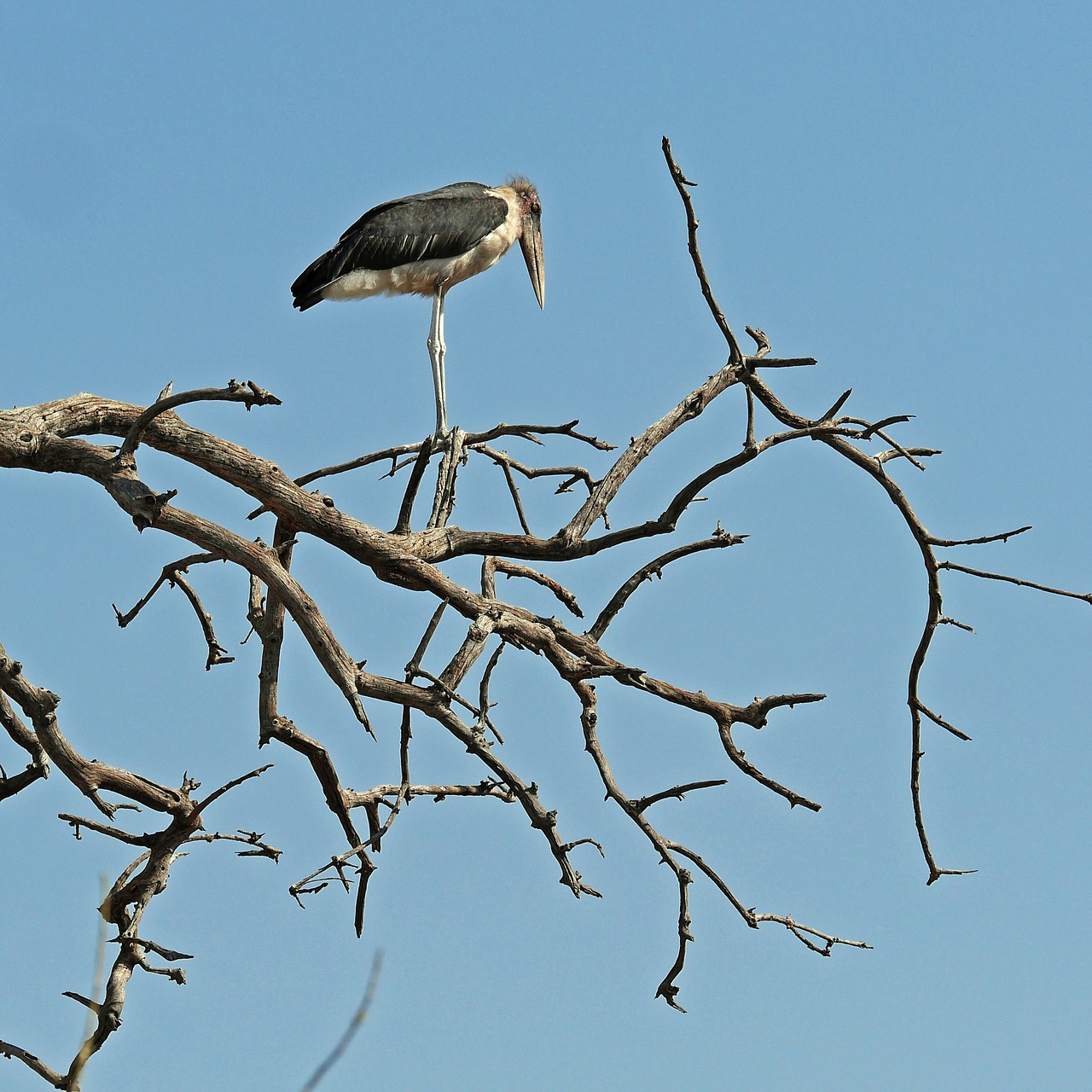 marabu bird africa free photo